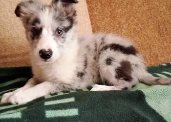 Boder collie