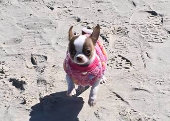 Chihuahua krutkowłosy