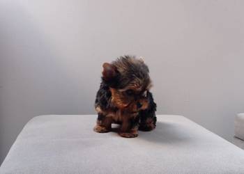 Yorkshire terrier. Śliczna mini suczka.