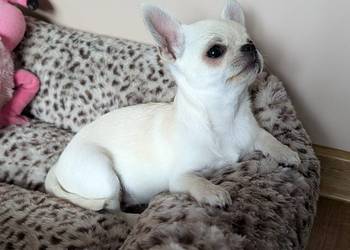 Piesek chihuahua kremowy ZKwP