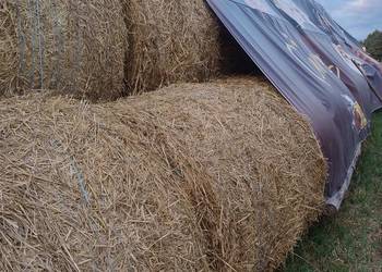 Słoma przeczytania 150 na120 sucha