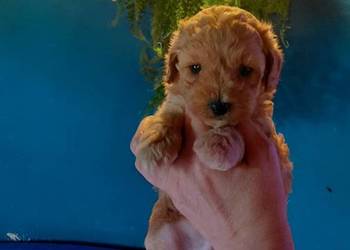 Maltipoo - piesek morelowy