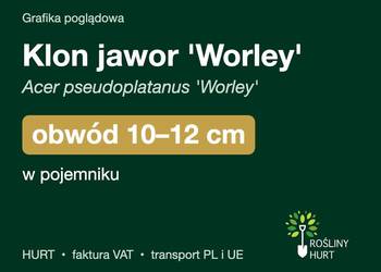 Klon jawor 'Worley' obwód 10-12 cm, w pojemniku – HURT