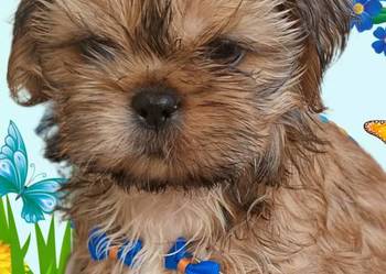 Do odbioru śliczny piesek rasy Shih-Tzu