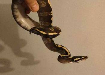 Python regius samiec