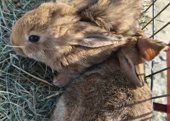 Młodziaki Nowozelandzkie i Burgundzkie