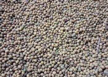 Soja Graf / zbiór 2025