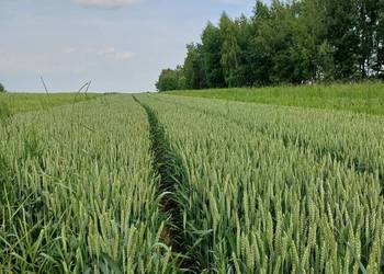 Przyjme ziemie  pole w dzierżawę