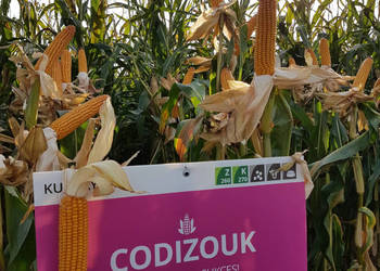 Materiał siewny kwalifikowany kukurydza IGP CODIZOUK FAO Z260 K270