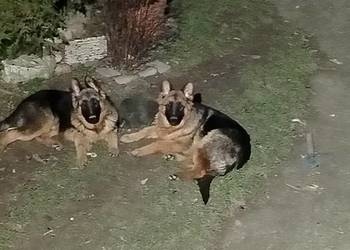 Szczeniaki owczarka niemieckiego