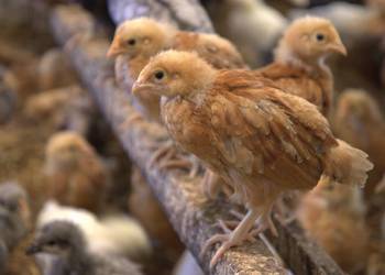 Kury nioski młode m.in. Rosa, Greenshell, Darkshell, Leghorn