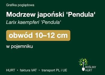 Modrzew japoński 'Pendula' obwód 10-12 cm, w pojemniku – HURT