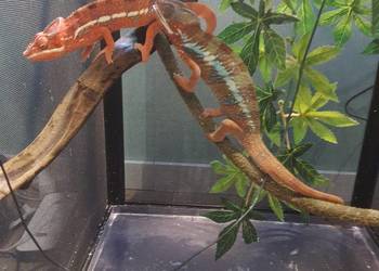 sprzedam kameleona lamparci