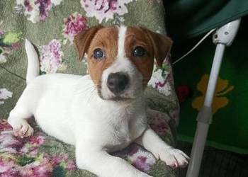 Wzorcowy Jack Russell terrier JRT doskonała budowa rodzice FCI