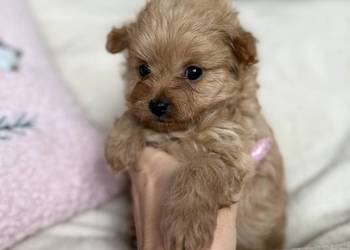 POMAPOO szpic miniaturowy & pudel toy suczka