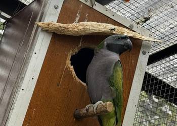 Papugi Aleksandretty Chińskie oraz Rozelle Czarnogłowe (Bernard - Kragen)