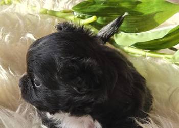 Chihuahua Czarna Maleńka Sunia ***