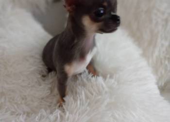 Chihuahua xxs błękitna