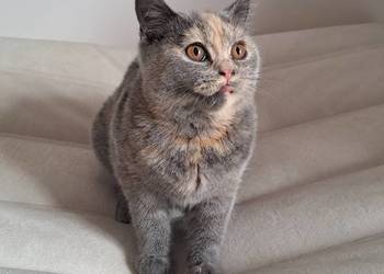 Kotka brytyjska szylkret tortie po przebadanych rodzicach