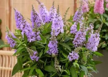 BUDLEJA BUTTERFLY CANDY LITTLE LILA - sadzonki w doniczkach