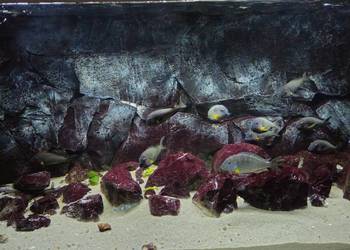 Akwarium z rybami WF Tropheus sp. Crescentic Mkuyu
