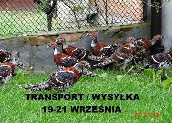 Sprzedam Bażanty Kasztanowe Elioty (Bażant) z 2025 - Samce i Samice