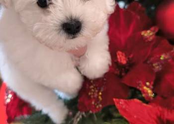 Szczeniaczek Bichon Frise