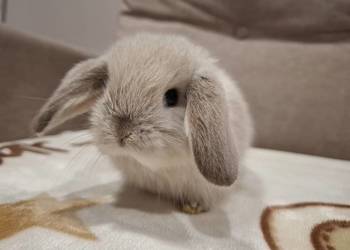 Karzełek baranek mini lop z oklapniętymi uszkami