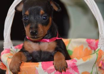 Pinczer miniaturowy szczenięta Zkwp fci