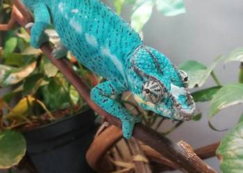 Kameleon lamparci Nosy faly Kameleon lamparci Nosy faly