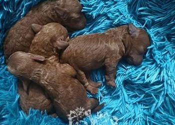 Pudel Toy/Miniatura odmiany kolorodzice pakiet badań genetycznych PASZPORT!