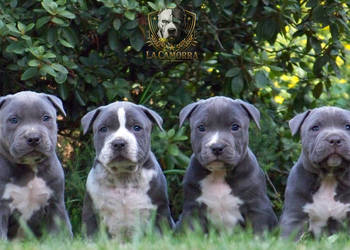American Staffordshire Terrier Blue - samiec