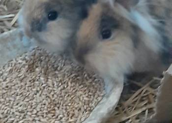 Króliki  Lwie głowy.