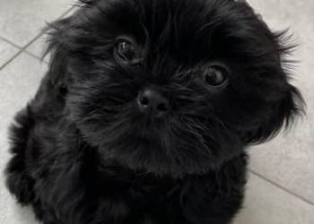 Shih tzu suczka czarna