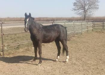 Wałach 3/4 śląski 3 lata