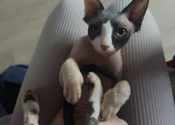 Piękna kotka sfinks do odbioru !