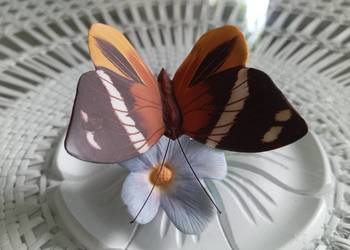 Porcelanowy motyl Franklin