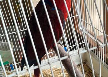Sprzedam samice lory