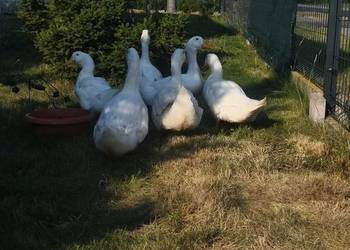 Sprzedam kaczki Pekin – chów przydomowy