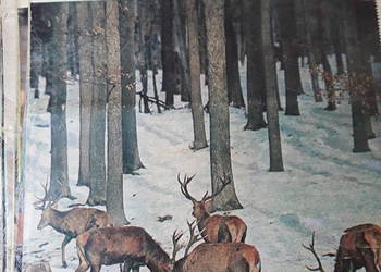 Łowiec Polski nr 1 do 24 ROK 1975 STARA KOLEKCJA PRL