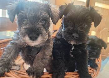 Cudny sznaucerek miniaturowy *szczeniaczki* czarne, pieprz-sól