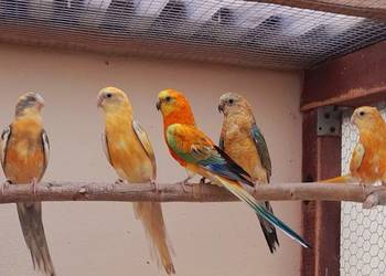 Sprzedam świergotki