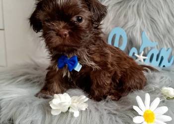 Do Odbioru czekoladowy piesek rasy Shih-Tzu