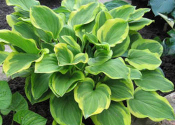 FUNKIA Golden tiara Hosta - sadzonki w doniczkach!