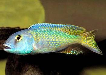 Buccochromis lepturus - PYSZCZAK - WYSYŁAMY NA CAŁĄ POLSKĘ