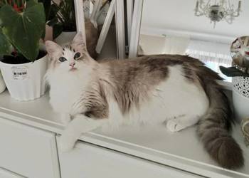 Kotka Ragdoll Rodowód Badania