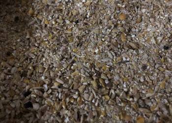 Śruta zbożowa mieszanka dla drobiu kur kaczek świń zboże mielone