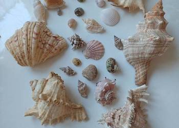 Muszle morskie do akwarium.