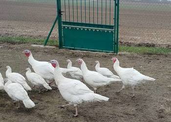 Indyki tegoroczne mniejsze po 70 zł