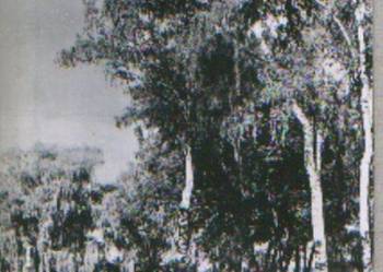 K. Poczt. Drezdenko - Fragment Parku  kas